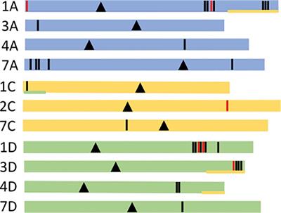 Genomic identification of expressed globulin storage proteins in oat